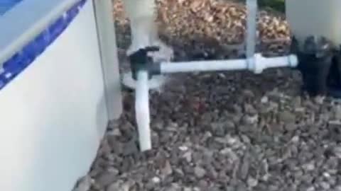 A Clever puppy uses filter to exit swimming pool