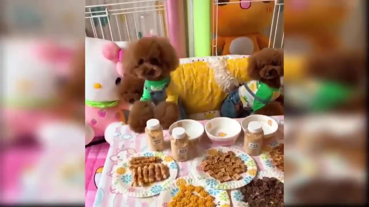 THIS ONE LIVES LIKE A HUMAN!!!!!!! Baby Dogs Cute and Funny Dog Videos Compilation