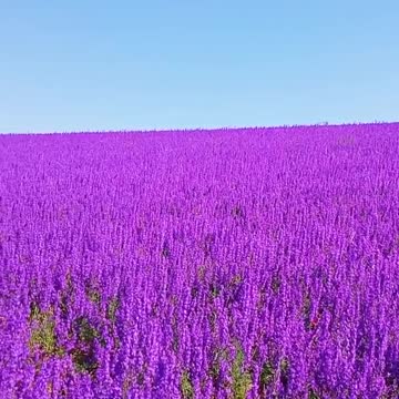 Beautiful Flowers. Georgia