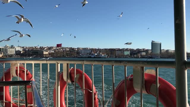 Herd Of Seagulls Flying Around My Boat