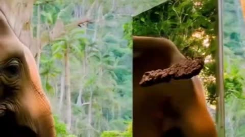 🐘 5 Jumbo Facts About Elephants You’ll Love!