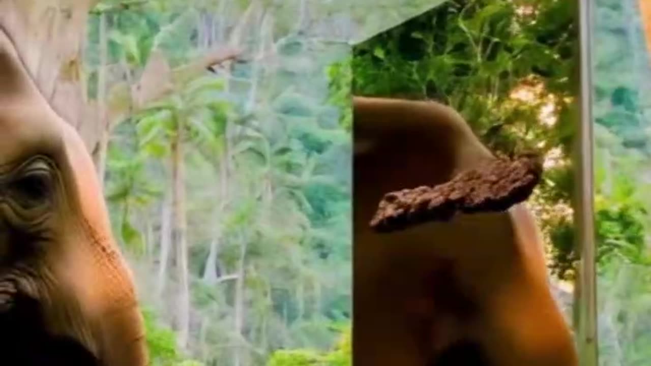 🐘 5 Jumbo Facts About Elephants You’ll Love!