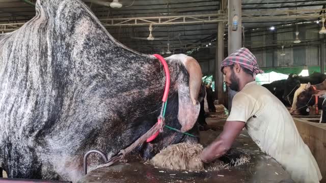 Big Cow Farm in Bangladesh | Al Madina Farm | Big Big Cow