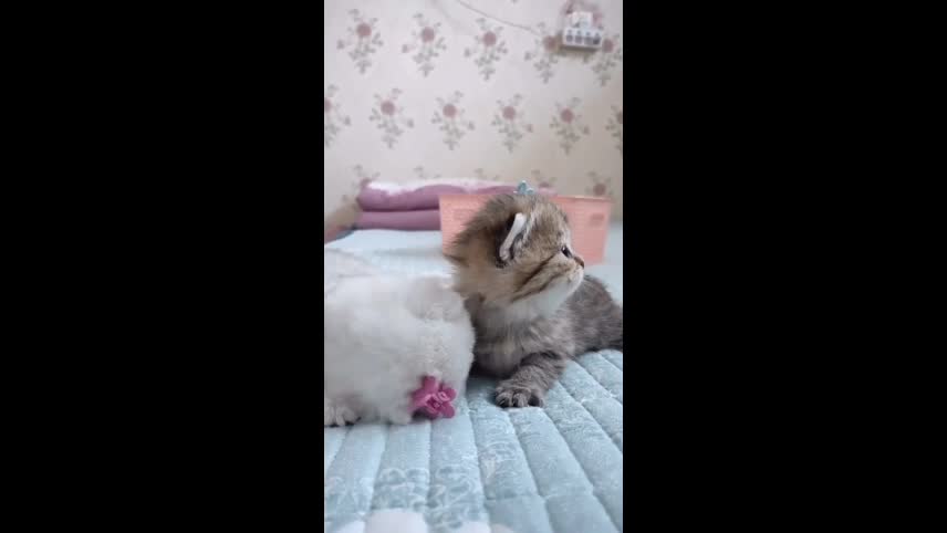 Cute Cats Lovers cuppy and choppy