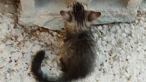 Two cute small cat's playing with each other love cat's