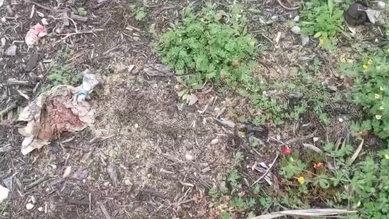 Garden Update - Sept 2022 Plants Destroyed