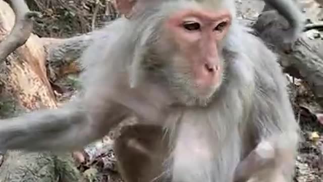 Cute Monkey China & Funny Love monkey| Animals Love