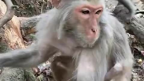 Cute Monkey China & Funny Love monkey| Animals Love