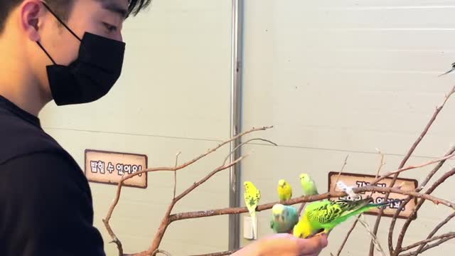 A cute parrot flies to its owner and eats. Funny & Cuttle Animals