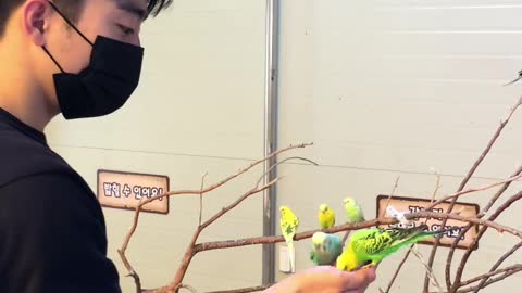 A cute parrot flies to its owner and eats. Funny & Cuttle Animals