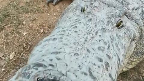Meet Henry, the world's oldest crocodile
