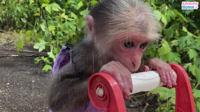 Cute cat and caring monkey