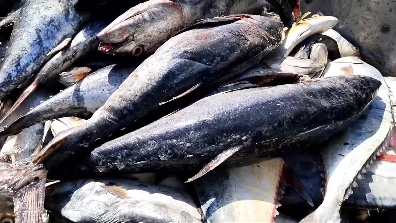 Big Fish Catching || Amazing GholFish || Deep sea in Gujarat fishing Boat ||-18