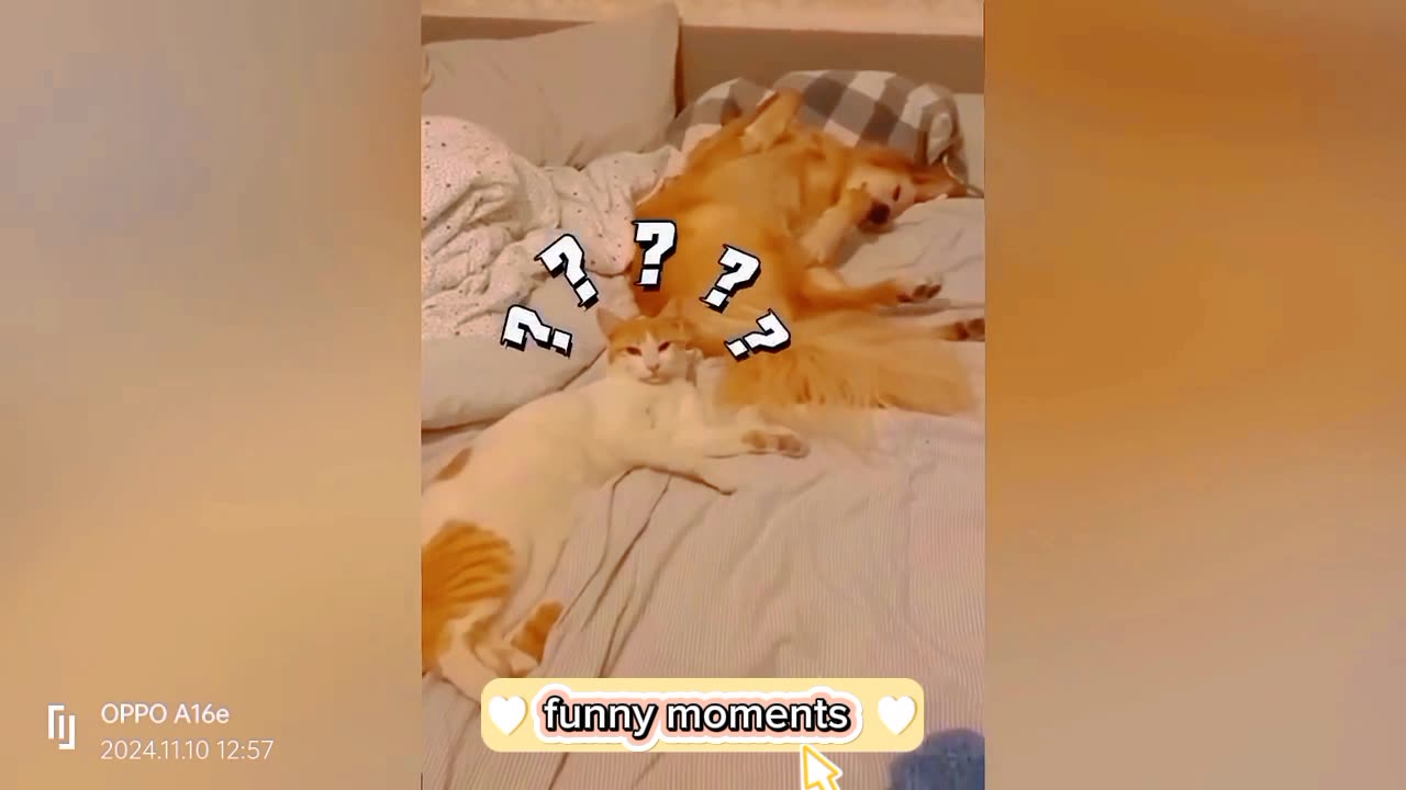 Funny animals video