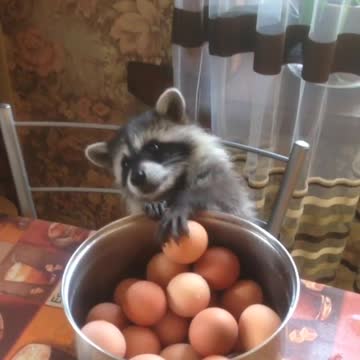 This pet raccoon truly loves hard boiled eggs!