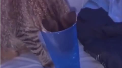 Try not to laugh funny animals 😹 #shorts
