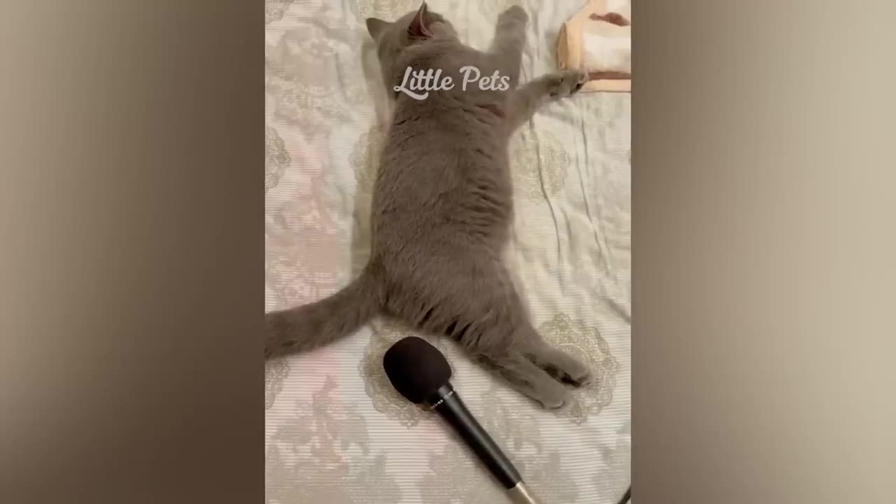 Best Cats and Dogs Videos 😹🐶 Part 1