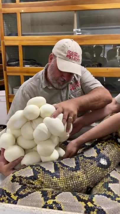 FUNNY AND CUTE ANIMALS 🐍⚕️🐍