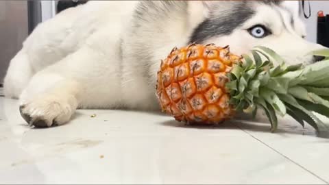 Huskies eat pineapple