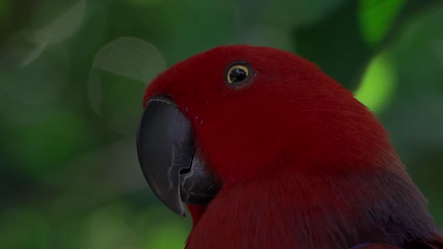 Close Up Video of a Parrot