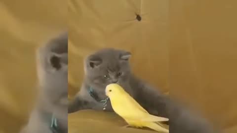 Funny Animal Videos