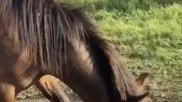 Met a beautiful horse on the road