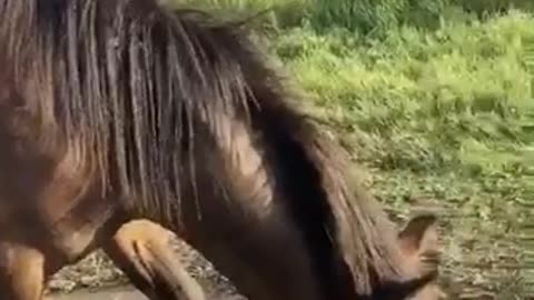Met a beautiful horse on the road
