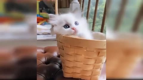 Cat clown