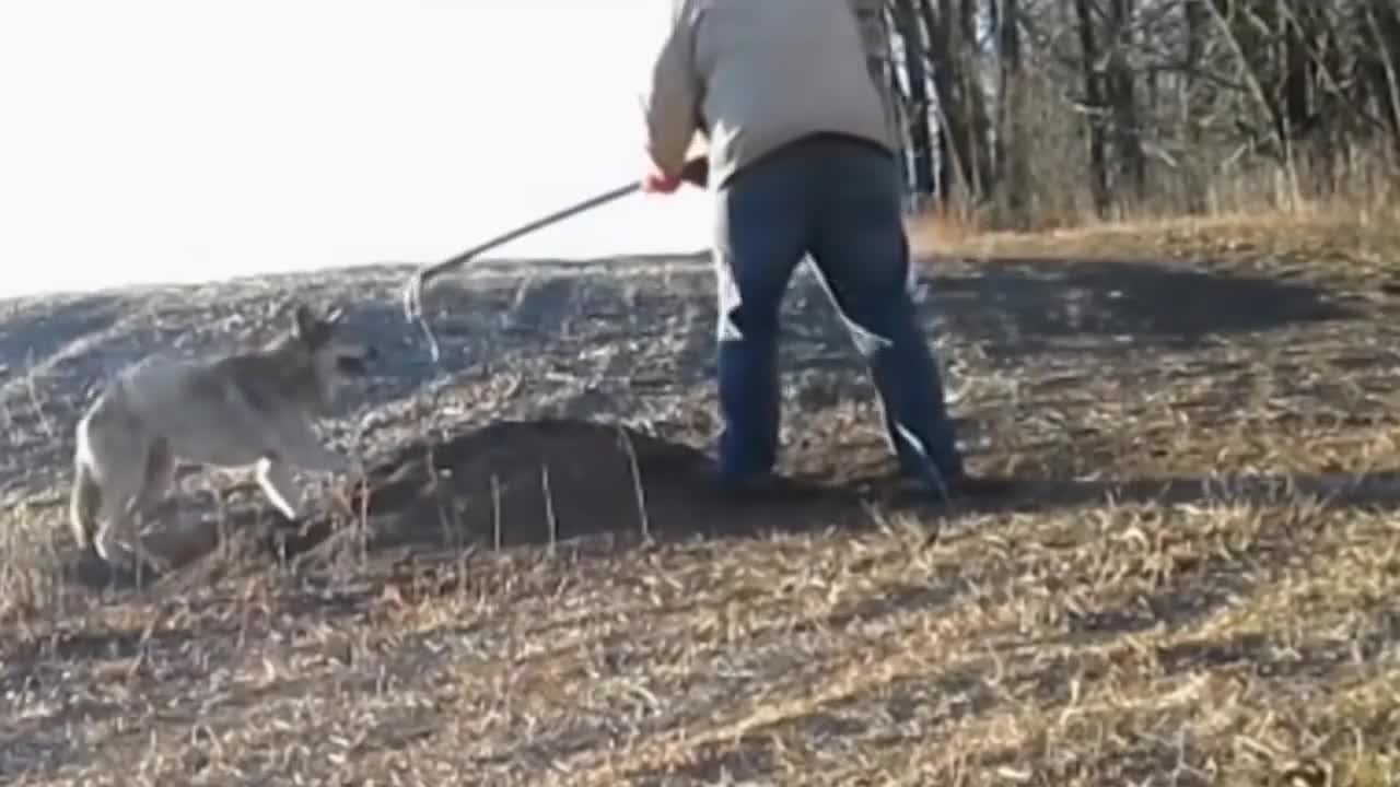 Incredible wolf rescue from a trap