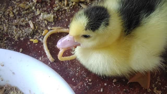 Noodle duck