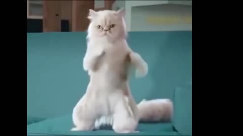 Funny Dancing Cat, You Will Die Laughing