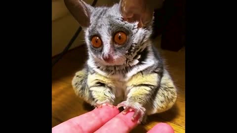 Mouse lemur