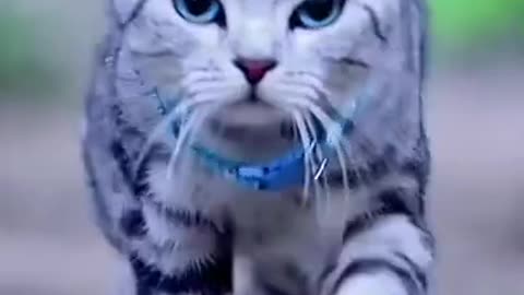 Cat walking so cute😍😍😍