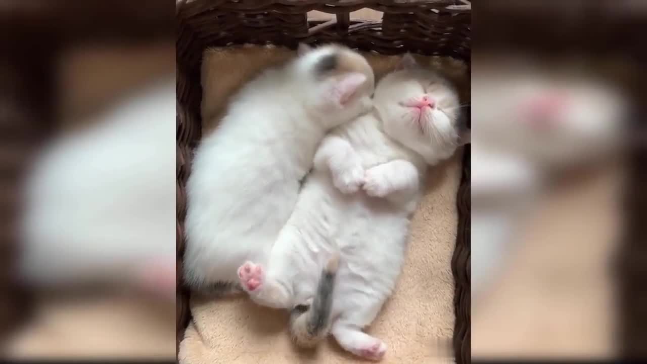 animal funny video😸baby cat😸Cute and funny composite video || pet's happy moment