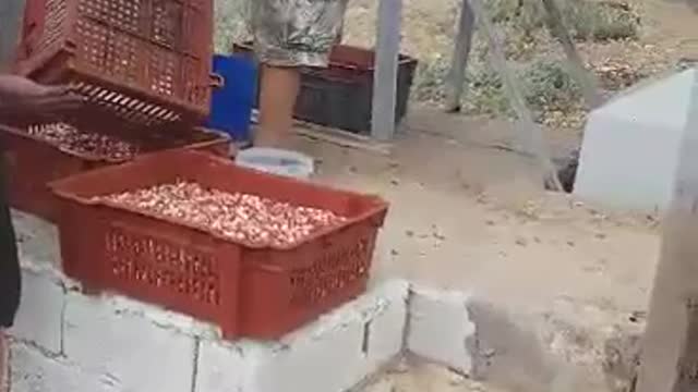 Pistachio picking season 2.