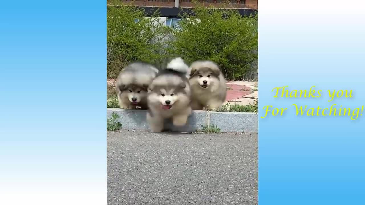 Pets vídeo funniest