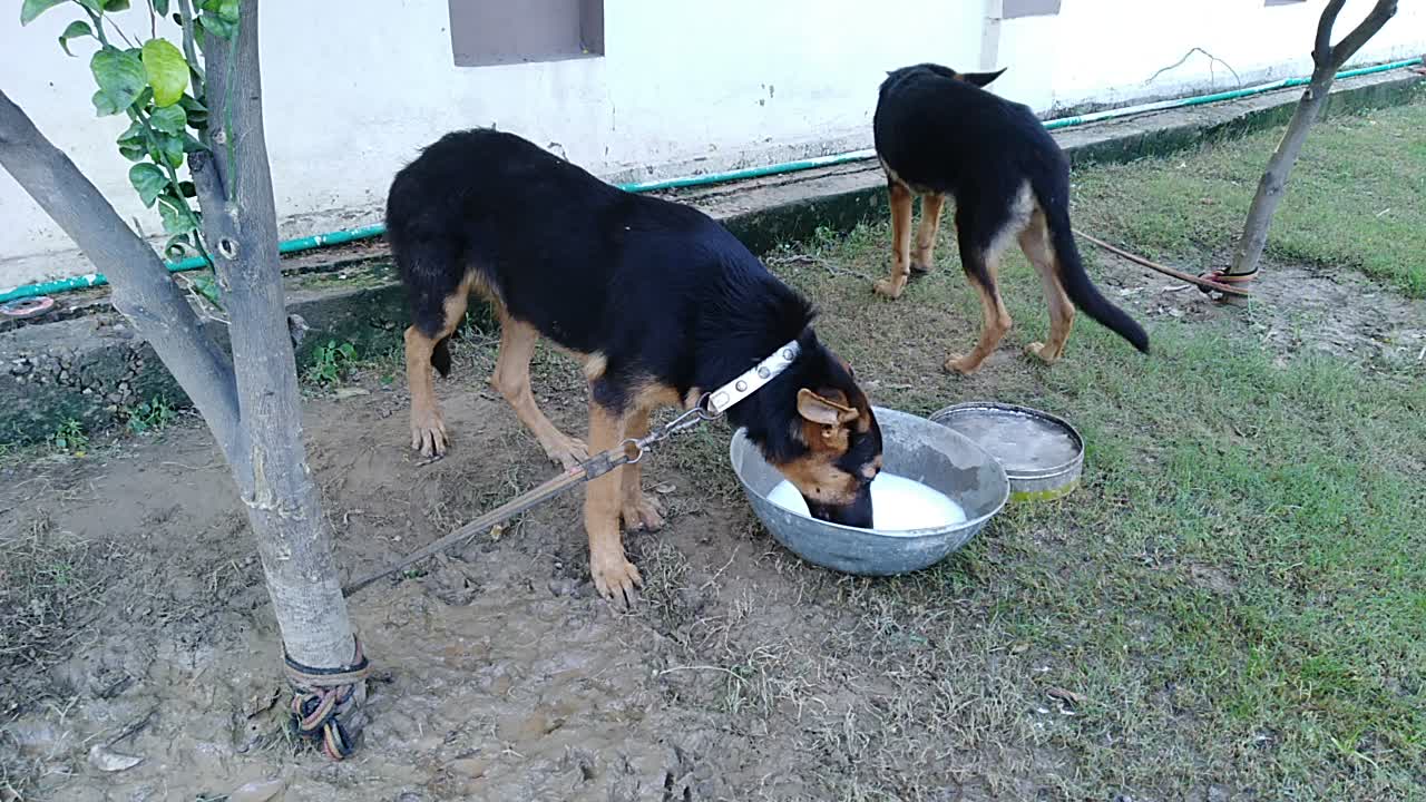 Drinking milk by dogs of house