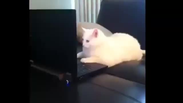 Baby cats - cute and funny cats video 🐈🐈🐈
