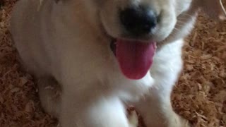 Adorable Puppy Waves Hello