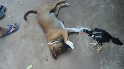 The rooster catches insects on the dog's body