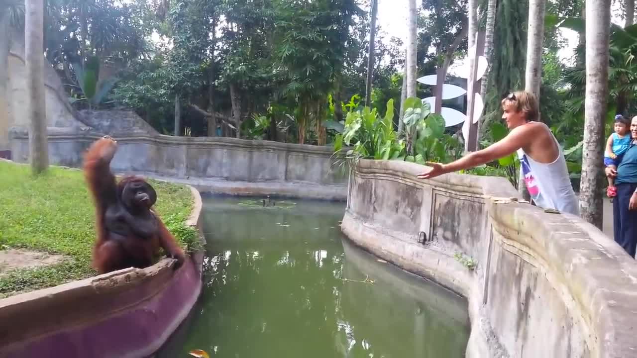 Clever orangutan makes a deal with a human being.