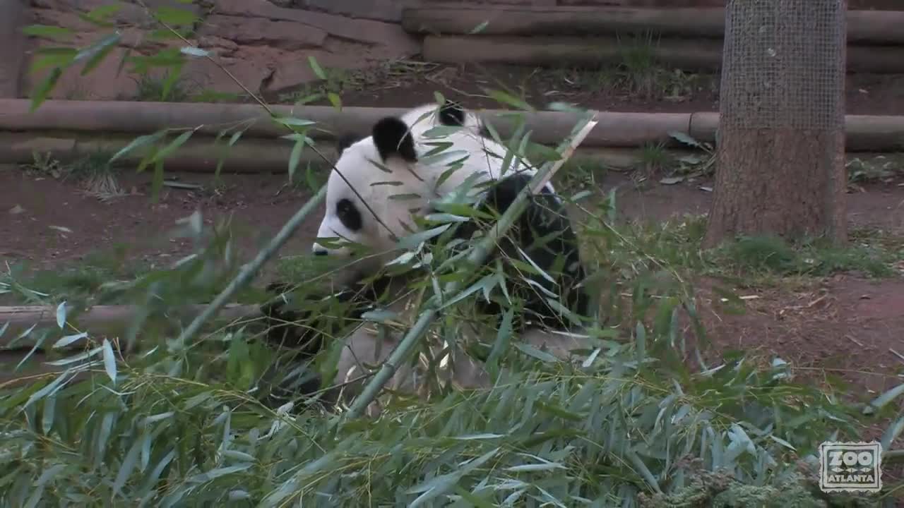 The Giant Panda Cubs' First Day Outside