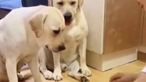 FUNNY DOGS