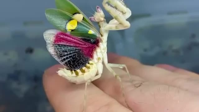 the prettiest praying mantis