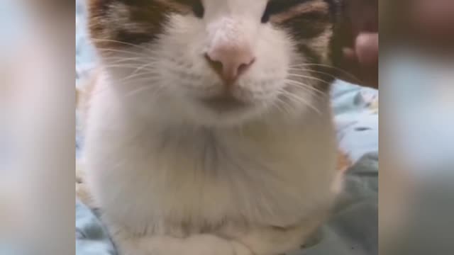 Funny video cats and Dogs funny moments 🤣 cat