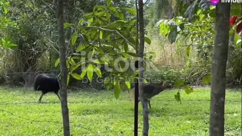 Discover the Fascinating Southern Cassowary the Jewel of Rainforest Ecosystems