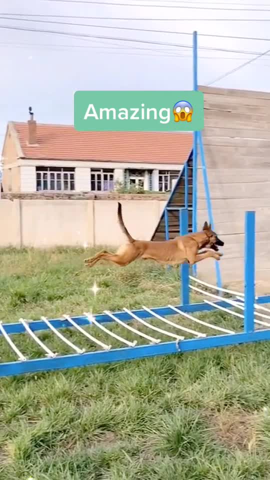 Amazing saut de ce chien