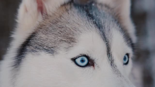 A close up video of a cutest Siberian husky looking around