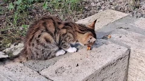 Cute kitten eats food.