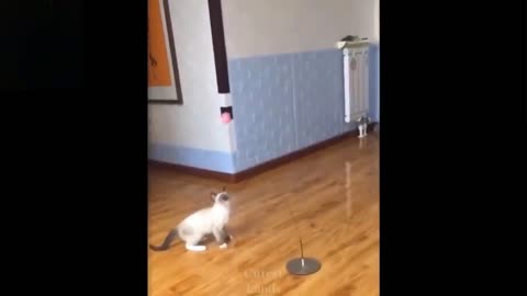 Animals funny videoss